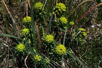 Wildblumen Euphorbia
