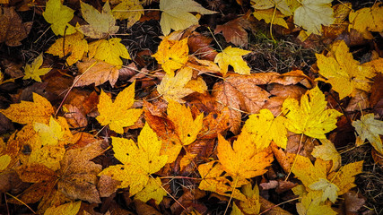 Yellow autumnal leaves as nature background.