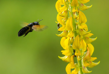 Bee and Flower