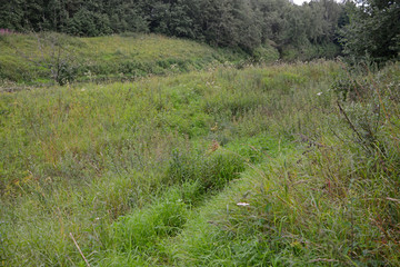 Natural landscape of nature in sunny day