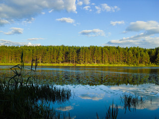 lake and forest