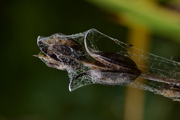 Flower covered with spider web with raindrops