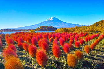 秋晴れの河口湖。大石公園に咲く深紅に紅葉したコキアと富士山
