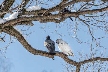 Pair of Gray pigeons with bright eyes and rainbow necks is on the tree in the park in winter