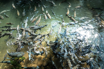 Large flock of fish in pure water In some caves in other provinces in Thailand.
