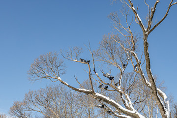 Pair of Gray pigeons with bright eyes and rainbow necks is on the tree in the park in winter