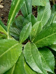 Sonchus Arvensis (Perennial sow, field milk thistle, field sowthistle, perennial sow-thistle, corn sow thistle, dindle, gutweed, swine thistle, tree sow thistle). Beneficial for wounds, cancer, cough.