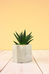 A small cactus in cement pot on wooden and yellow background.