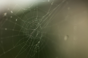 Spiderweb or cobweb outdoors on a cold rainy day. Macro photo or close up picture of a cobweb made by spider on a dark green background.