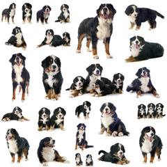Obraz premium group of bernese mountain dog