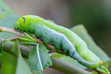 Caterpillar worm on tree. Caterpillar worm eating leaves.