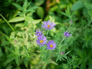 purple flower in the garden