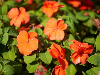 red and yellow flowers