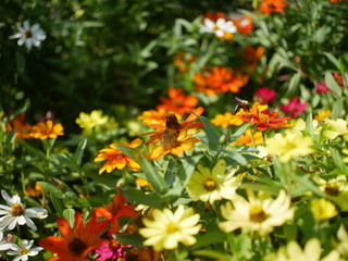 yellow flowers in the garden