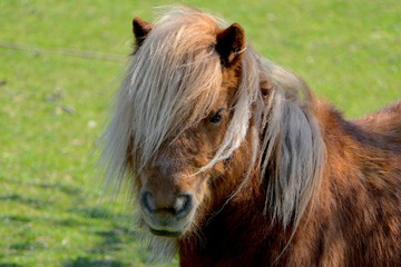 braunes Shetland Pony