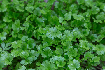 Coriander plant in vegetables garden.