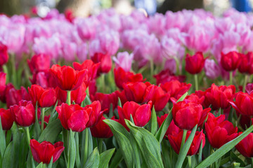 Colorful tulips grow and bloom in close proximity to one another in flower garden