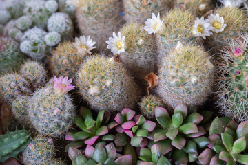 Succulents or cactus in desert botanical garden for decoration and agriculture design