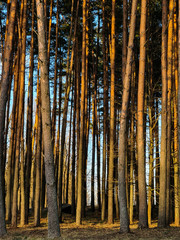 Pine trees during sunset
