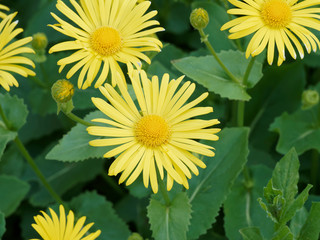 Doronicum caucasicum | Doronicum orientale | Doronicum cordifolium | Doronic du Caucase ou doronic orientale