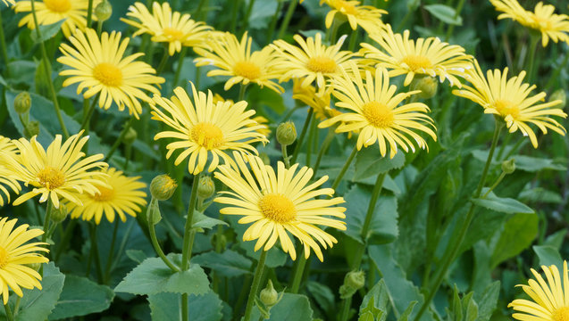 Doronicum caucasicum | Doronic du caucase ou orientale, fleurs pr&eacute;coce du printemps aux fines ligules jaune et au coeur jaune or sur des rosettes de feuilles basses cordiformes et crant&eacute;es