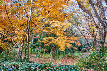 Yellow autumn trees in the park