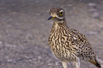 Spotted thick knee bird, south africa