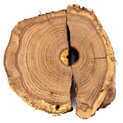Round saw cut oak trunk