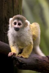Squirrel monkey sitting, captivity