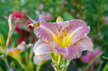 Naklejka premium Lilac daylily in the garden