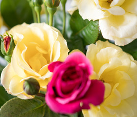 Beautiful colorful roses close up