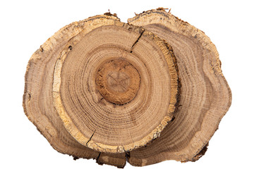Fototapeta premium Round saw cut oak trunk