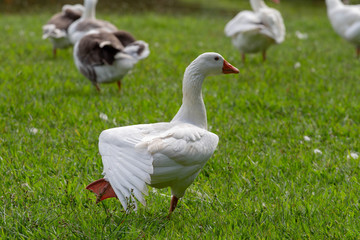 white goose on the grass