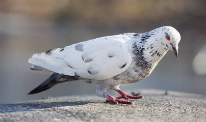 pied standing dove on light background