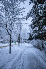 winter road in the park