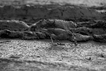 bird in the dirty
