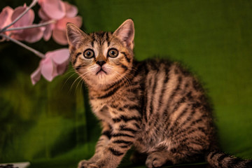 Obraz premium tabby cat on a green background