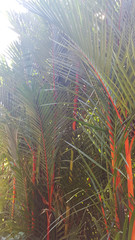Red helikonia on the hotel grounds against the backdrop of a Bungalow