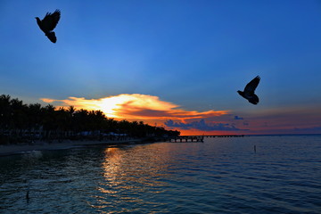 sunset at Key West with seagulls