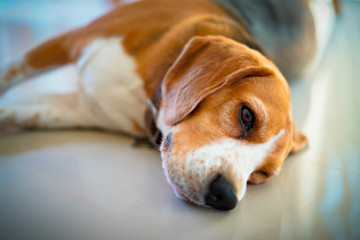 Close up soft blur focus tired beagle dog falls asleep in the conor of home on the floor.