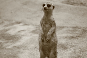 居ても立っても居られないけど立った！