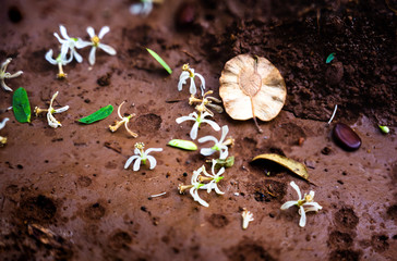 flowers and seeds on the ground