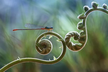 Foto op Plexiglas Dragonfly and Fern © abdul gapur dayak