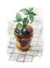 Fresh green basil growing in a brown terracotta ceramic pot. Watercolour illustration.