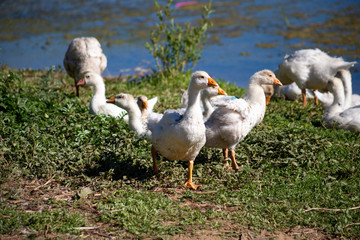 Naklejka na ściany i meble young small geese walk on the sand near the reservoir, their bodies are painted with identification paint