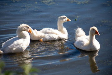 young small geese walk on the sand near the reservoir, their bodies are painted with identification paint