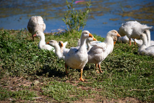 young small geese walk on the sand near the reservoir, their bodies are painted with identification paint