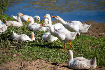 young small geese walk on the sand near the reservoir, their bodies are painted with identification paint