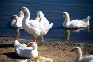 young small geese walk on the sand near the reservoir, their bodies are painted with identification paint