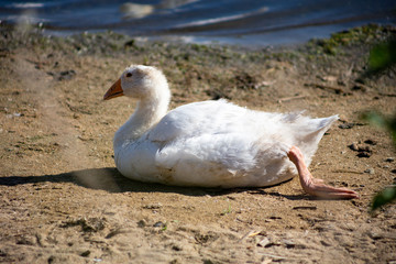 young small geese walk on the sand near the reservoir, their bodies are painted with identification paint